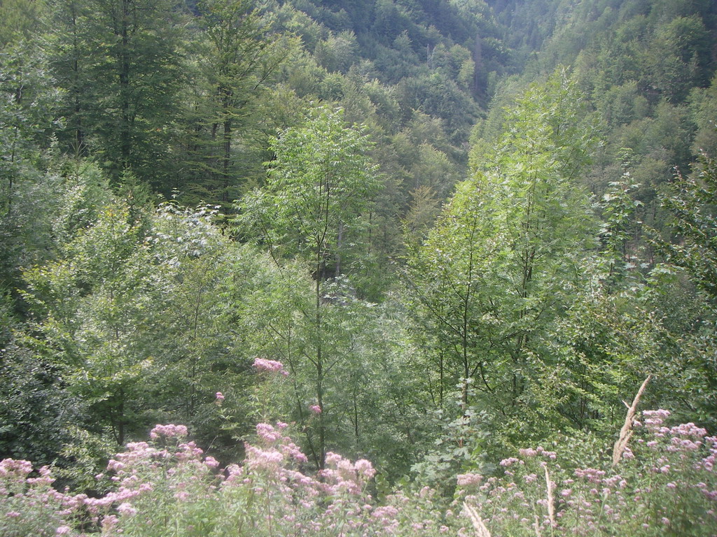 Slovenien 267.JPG
