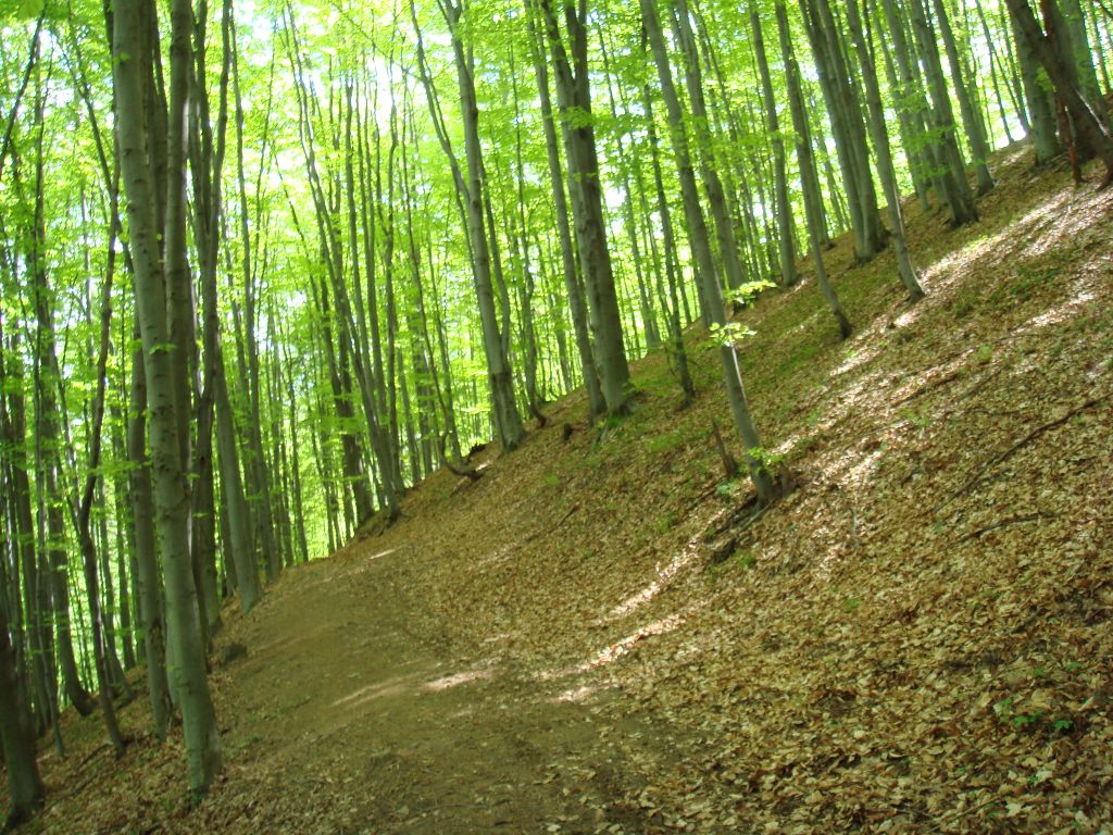 20070430-133322-MF.JPG
