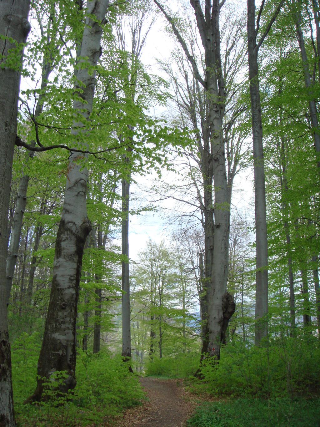 20070430-145806-MF.JPG