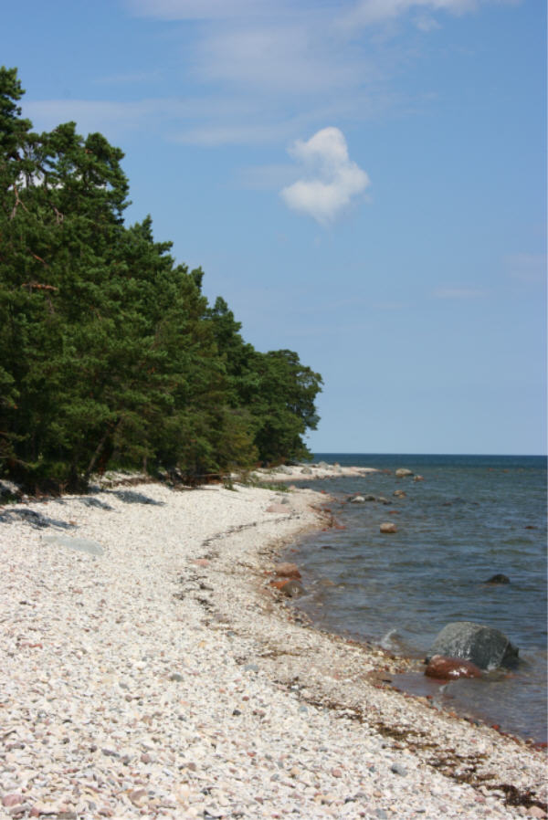 Kiesstrand am Finnischen Meerbusen