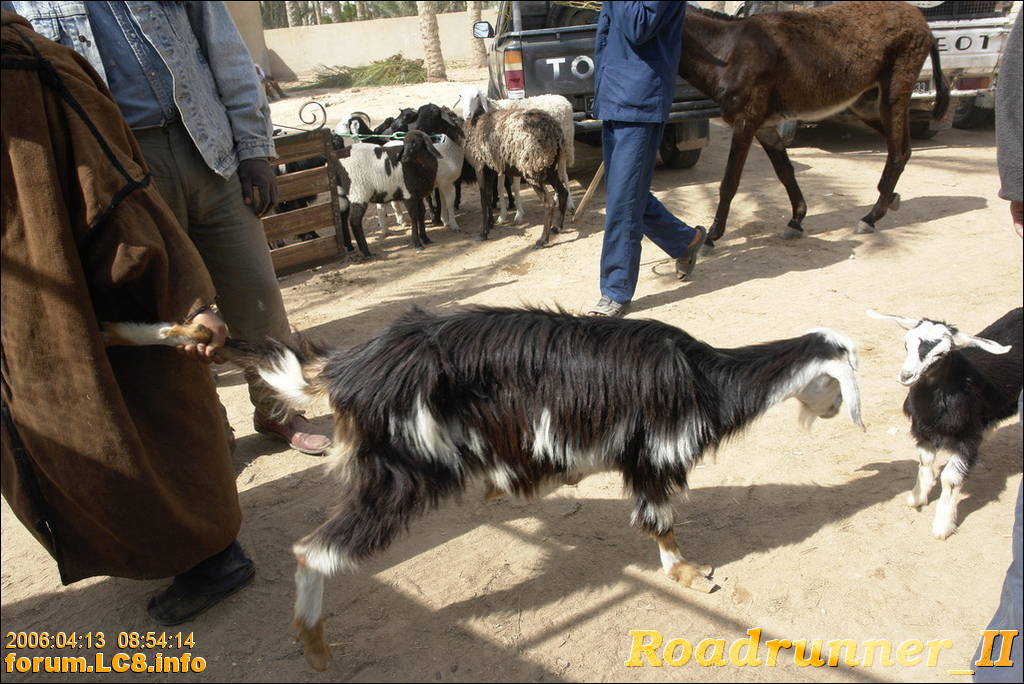 Douz, Richtung Ghilane - 017