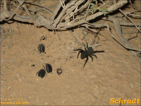 StarWars - Chott El Jerid - 082
