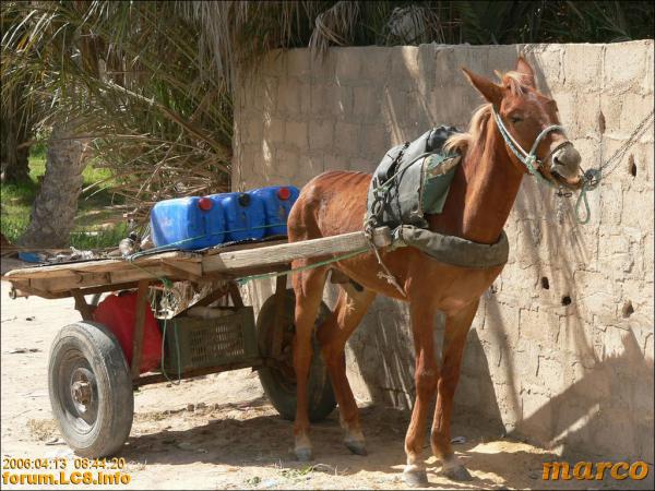 Douz, Richtung Ghilane - 015