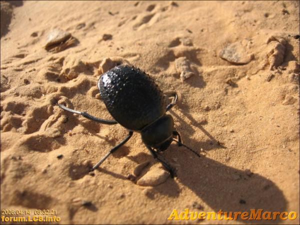 nach Ksar Ghilane - 002