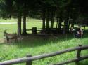 Vorheriges Bild