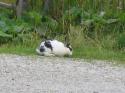Vorheriges Bild