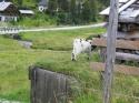 Vorheriges Bild