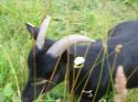 Vorheriges Bild