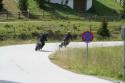 Vorheriges Bild