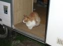 Nchstes Bild