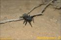 StarWars - Chott El Jerid - 081