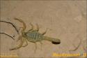 StarWars - Chott El Jerid - 083