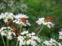 Vorheriges Bild